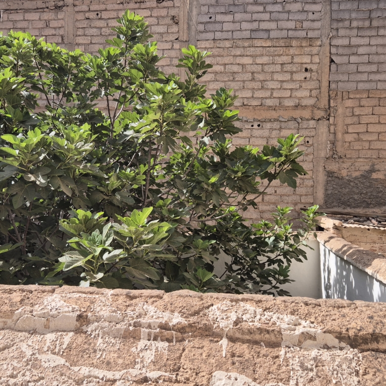 Riad 162m2 à reconstruire Melkia